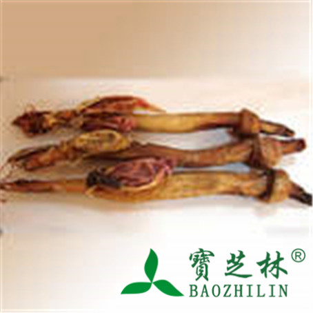 鹿鞭