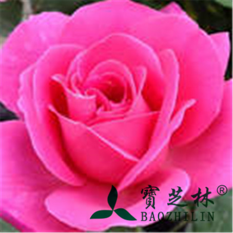 月季花