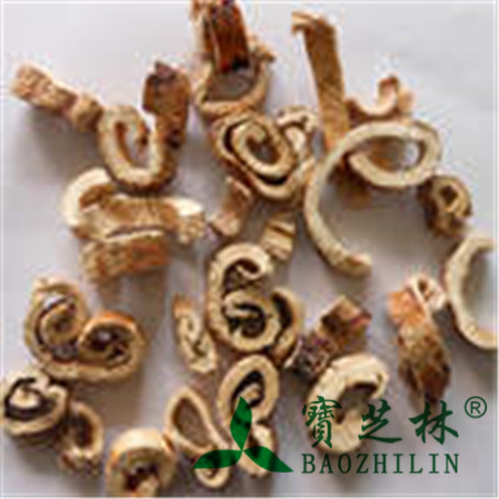 桑白皮