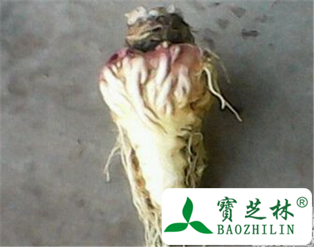 云南曲靖玛卡种植环境 药食两用的玛卡功效哪些?