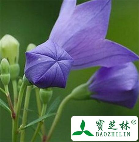 桔梗芦头的功效与作用