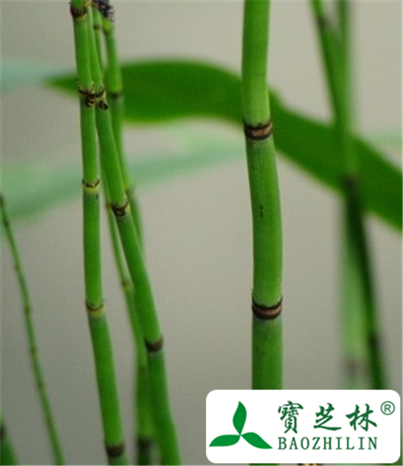 土木贼的功效与作用