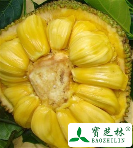 菠萝蜜的功效与作用