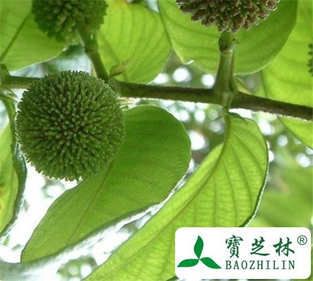 大叶钩藤根的功效与作用