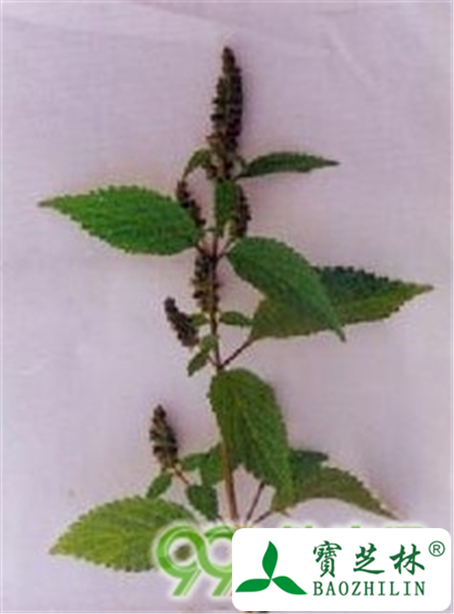 大叶香薷的功效与作用