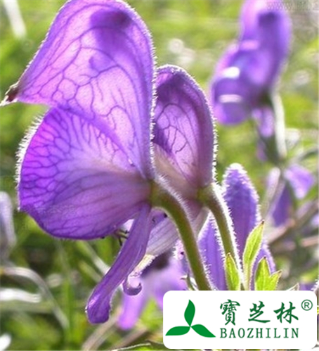 抚松乌头的功效与作用