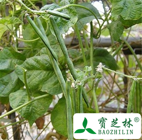 赤小豆花的功效与作用