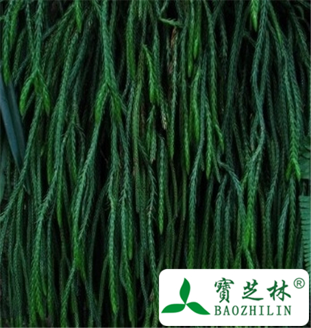大伸筋草的功效与作用