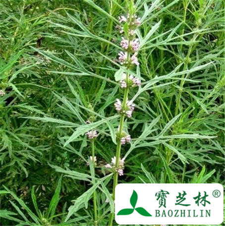 茺蔚子的功效与作用
