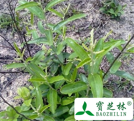 长叶山芝麻的功效与作用