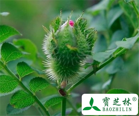 刺梨花的功效与作用