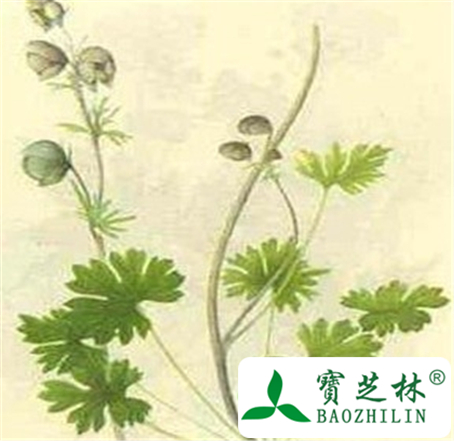 船形乌头的功效与作用