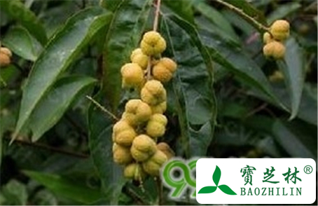 光叶巴豆的功效与作用