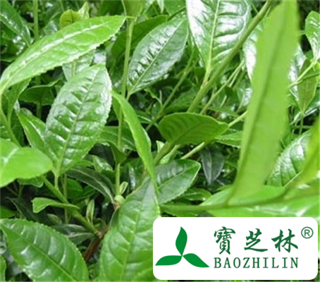 儿茶的功效与作用