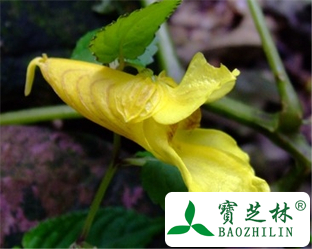 牯岭凤仙花的功效与作用