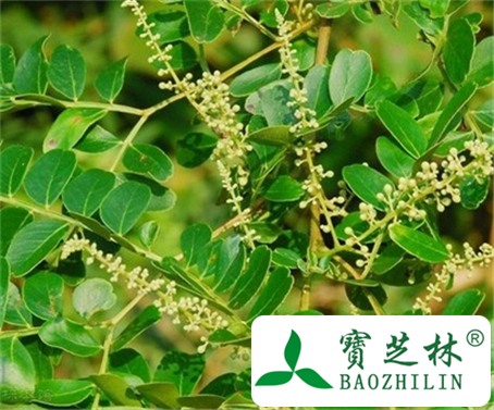 华南皂荚的功效与作用
