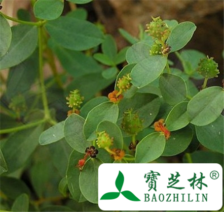 高山大戟的功效与作用