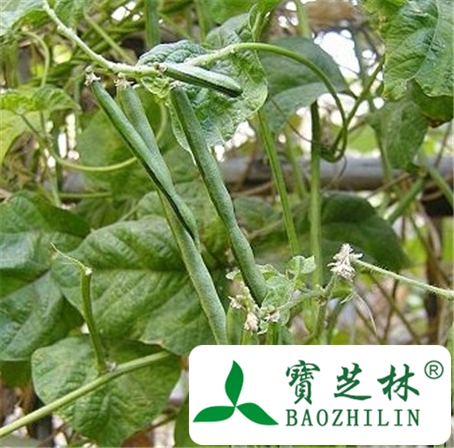 赤小豆叶的功效与作用