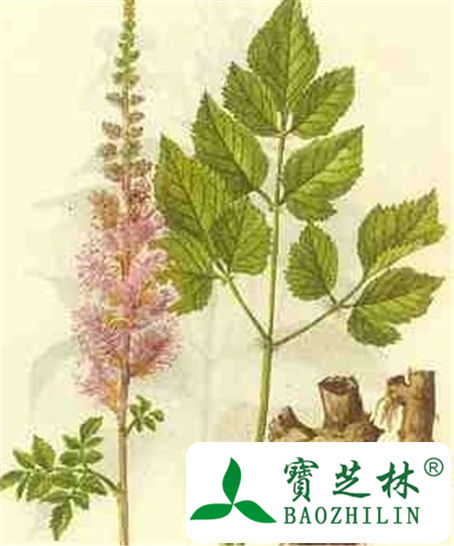 草血竭的功效与作用