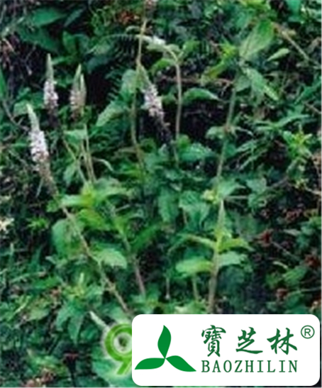 红辣蓼的功效与作用