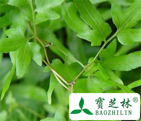骨碎补毛的功效与作用