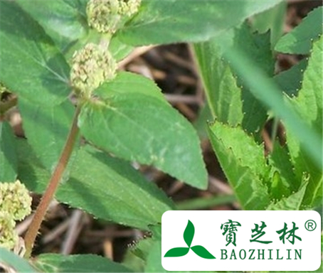 大飞扬草的功效与作用