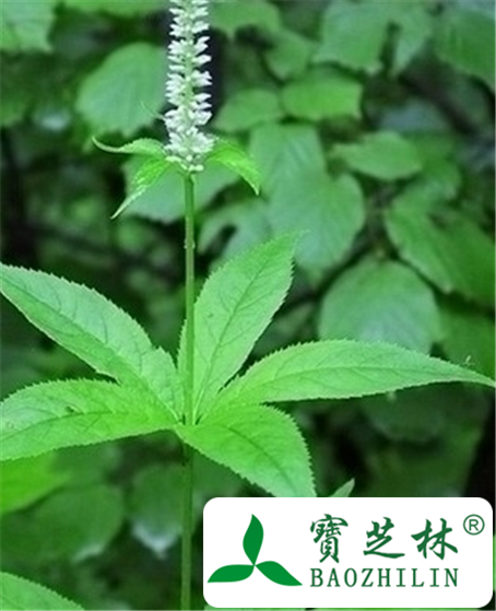 草本威灵仙的功效与作用