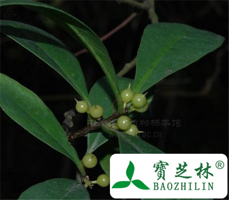 大叶酸藤子的功效与作用