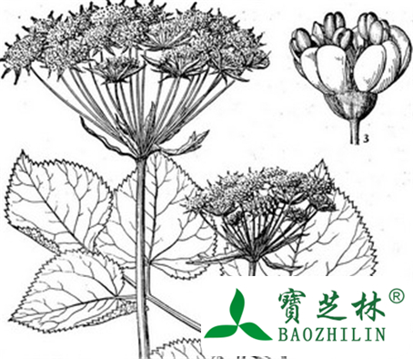 滇羌活的功效与作用