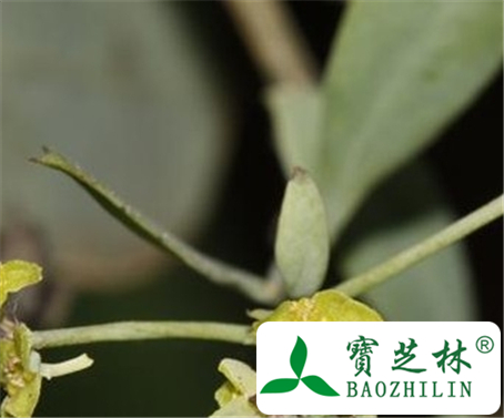 干檀香根的功效与作用