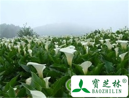 花南星的功效与作用