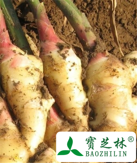干姜的功效与作用