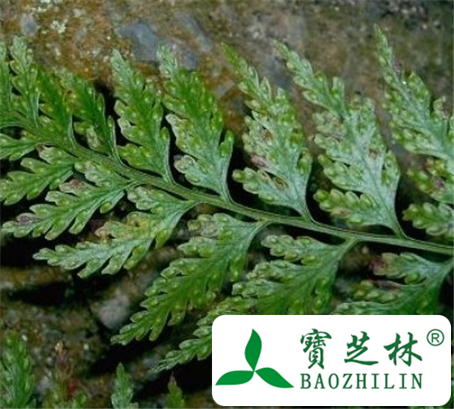 大叶骨碎补的功效与作用