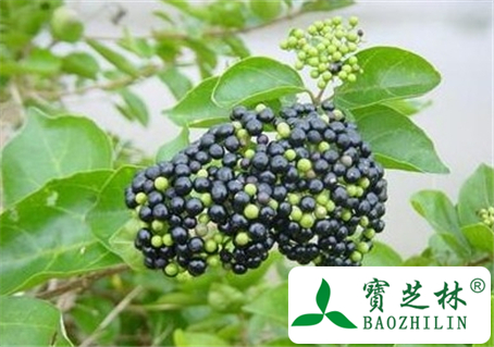 臭黄荆子的功效与作用