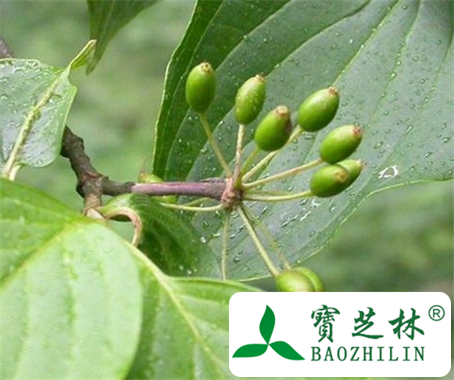 川鄂山茱萸的功效与作用