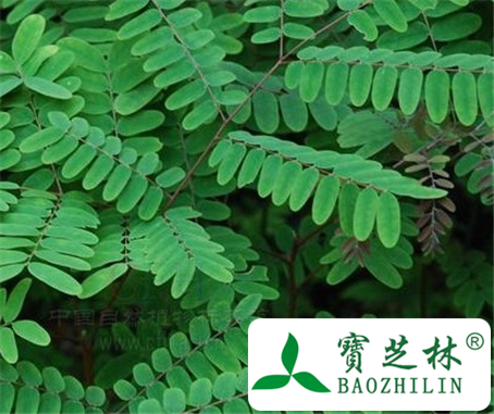 肥皂荚的功效与作用