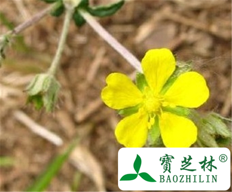 翻白草的功效与作用