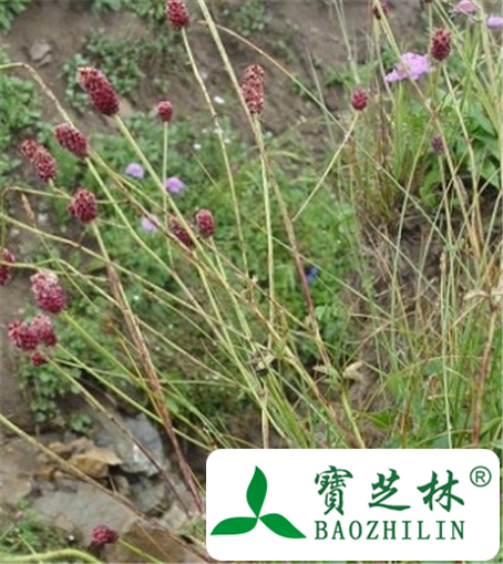 红地榆的功效与作用