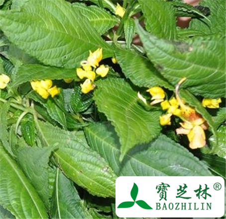 大叶凤仙花的功效与作用