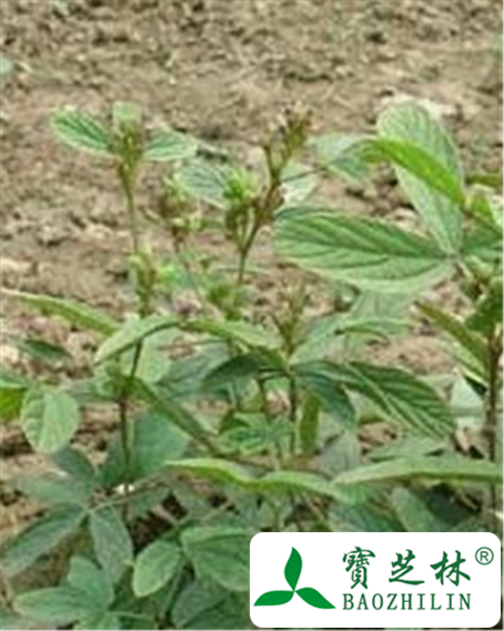 大苞叶千斤拔叶的功效与作用
