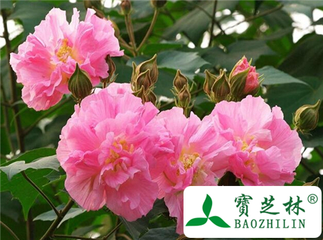 苦菜花子的功效与作用