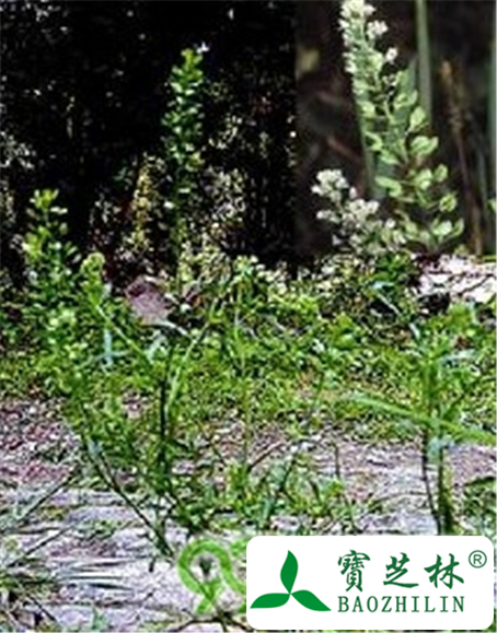 大叶香荠菜的功效与作用