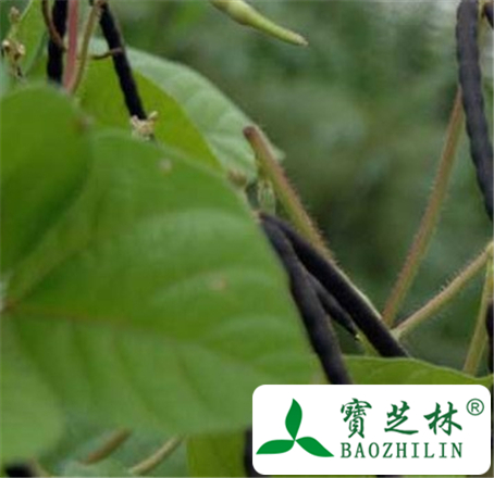 赤小豆芽的功效与作用