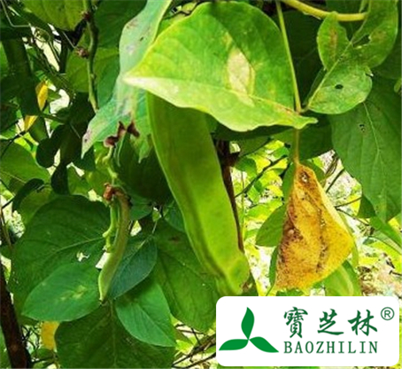 刀豆的功效与作用
