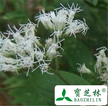 广东土牛膝的功效与作用