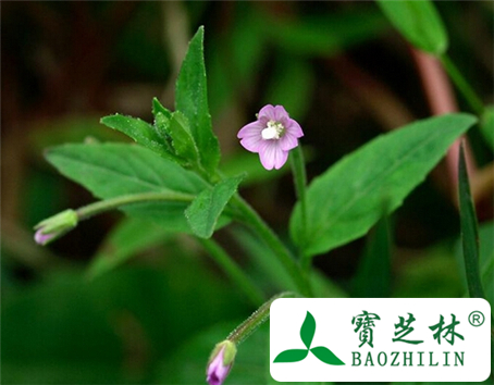 沼生柳叶菜的功效与作用