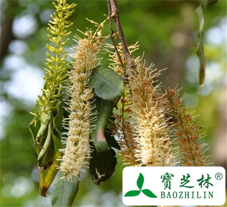 胡桃花的功效与作用
