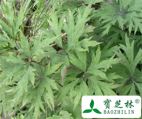 草乌叶的功效与作用