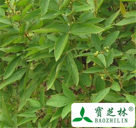 大叶千斤拔根的功效与作用