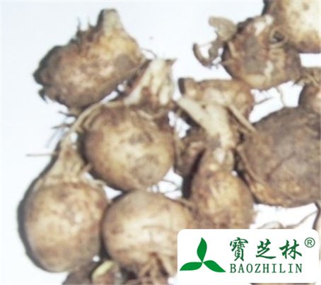 法半夏的功效与作用